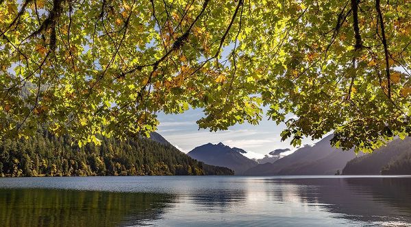 Washington State-Olympic National Park Bigleaf maple tree and lake